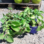 Nádchovník citronový - Mexický eukalyptus (Plectranthus amboinicus) - výška 10-15 cm, kont. C1L